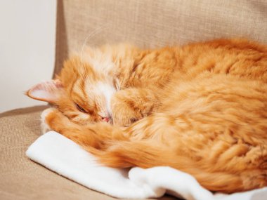 Şirin zencefil kedi sandalyede uyuyor. Beyaz kumaş üzerine pinekleme kabarık evde beslenen hayvan. Rahat ev.