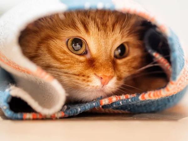 Niedliche Ingwer Katze Sitzt Gerollten Teppich Flauschiges Haustier Schaut Neugierig — Stockfoto