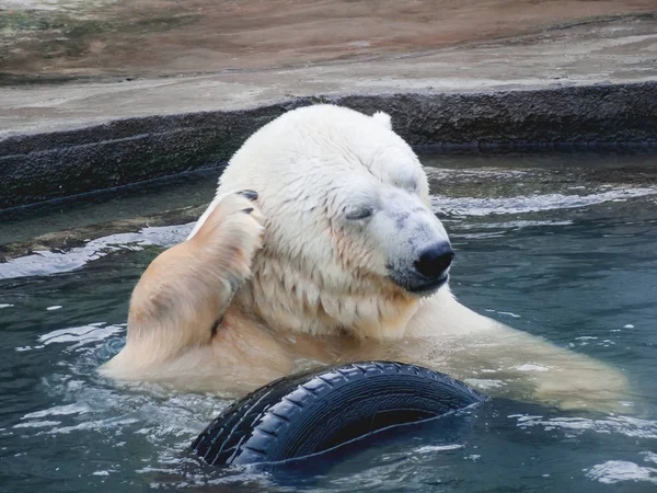 Polar Bear Scratching His Paw His Ear Large Wild Animal Stock Image