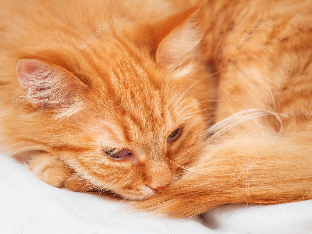 Cute ginger cat is sleeping on chair. Fluffy pet dozing on white fabric. Cozy home.