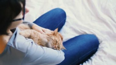 Zencefil kedi kadının üzerinde eller yatıyor. Kabarık pet rahat uyumak için veya oynamak için yerleşti. Sevimli rahat arka plan metin için yer ile. Sabah yatmadan evde.
