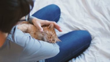 Zencefil kedi kadının üzerinde eller yatıyor. Kabarık pet rahat uyumak için veya oynamak için yerleşti. Sevimli rahat arka plan metin için yer ile. Sabah yatmadan evde.