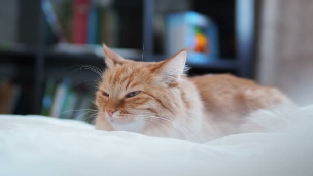 Χαριτωμένο γάτα τζίντζερ ξαπλωμένη στο κρεβάτι. Αφράτο κατοικίδιο ζώο στο φιλόξενο σπίτι. — Αρχείο Βίντεο