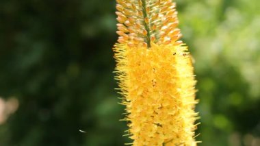 Böcekler flyiing sarı Eremurus stenophyllus, dar yapraklı tilki kuyruğu lily çevresinde.