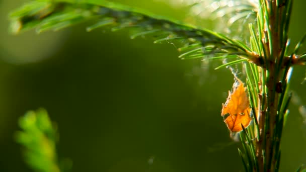 Fondo natural de otoño con hoja naranja sobre abeto siempreverde. Día soleado de otoño en el bosque . — Vídeo de stock