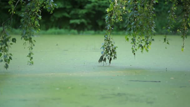 Fondo natural de verano con ramas de árboles sobre un estanque cubierto de hierba de pato — Vídeos de Stock