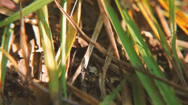 Mieren kruipen onder het gras. Natuurlijke zomer achtergrond met planten en insecten. — Stockvideo