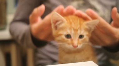 Yolunu yitirmek kedi yavrusu evine çekildi. Kadın kucağına kabarık oynak evde beslenen hayvan oturma. Kadın okşayarak şirin zencefil kedi