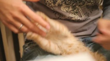 Yolunu yitirmek kedi yavrusu evine çekildi. Kadın kucağına kabarık oynak evde beslenen hayvan oturma. Kadın okşayarak şirin zencefil kedi