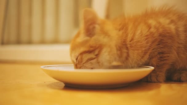 Lindo jengibre gatito comer carne de blanco bowl en suelo. El gato hambriento fue llevado a casa. Adopción mascota . — Vídeos de Stock