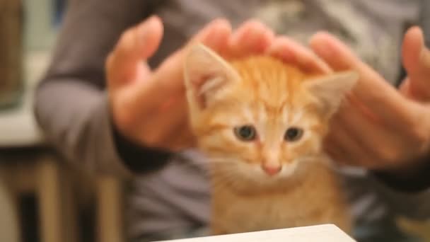 Yolunu yitirmek kedi yavrusu evine çekildi. Kadın kucağına kabarık oynak evde beslenen hayvan oturma. Kadın okşayarak şirin zencefil kedi — Stok video