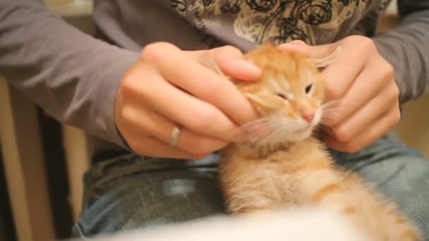 Stray kitten was taken home. Fluffy playful pet sitting on woman lap. Woman stroking cute ginger cat — Stock Video