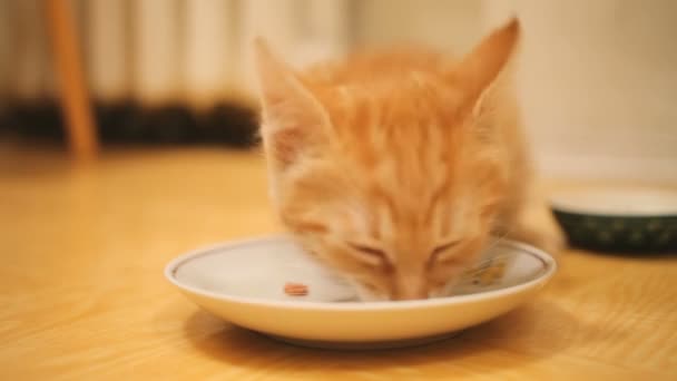 Милый рыжий котёнок ест мясо из белой миски на полу. Голодную кошку забрали домой. Усыновление домашних животных . — стоковое видео