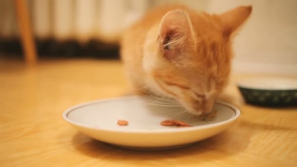 Niedliche Ingwer Kätzchen Essen Fleisch Aus Weißen Schüssel Auf Dem — Stockvideo