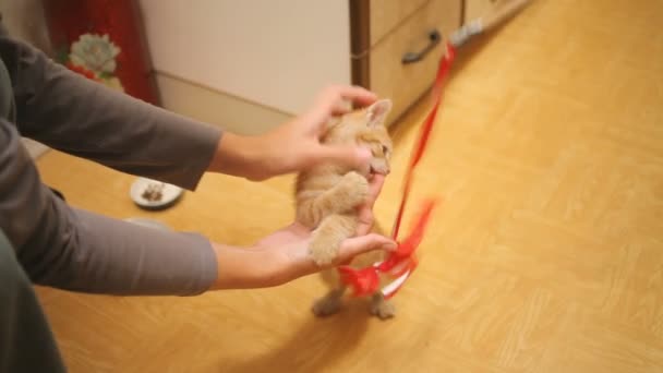 Αδέσποτο γατάκι Ελήφθη σπίτι. Αφράτο παιχνιδιάρης κατοικίδιο ζώο παίζοντας με κόκκινο φιόγκο στο σχοινί. Παιχνιδιάρης Νέος γάτα. — Αρχείο Βίντεο