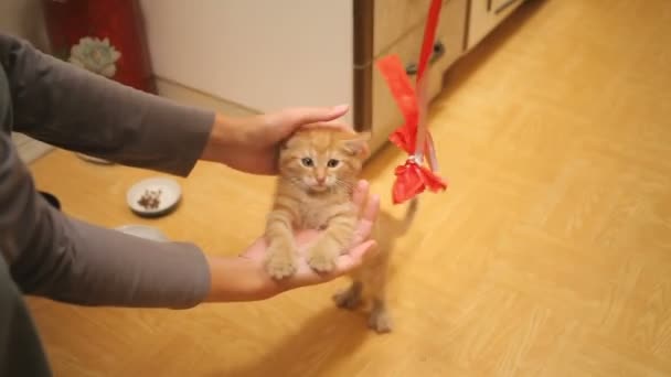 El gatito callejero fue llevado a casa. Fluffy juguetona mascota jugando con arco de papel rojo en la cuerda. Juguetón gato joven . — Vídeo de stock