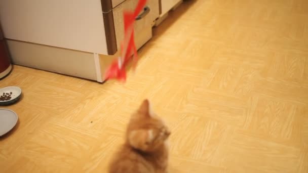 El gatito callejero fue llevado a casa. Fluffy juguetona mascota jugando con arco de papel rojo en la cuerda. Juguetón gato joven . — Vídeos de Stock