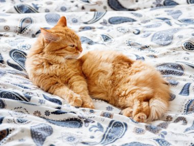 Yatakta yatarken şirin zencefil kedi. Kabarık pet rahat uyumak için yerleşmiş. Rahat ev arka plan, sabah uyku zamanı.