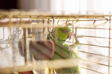 Yeşil Lori papağanı. Geveze Lori evde beslenen hayvan toys ile bir kafeste oturma.