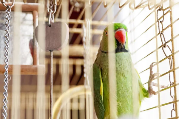 Zelená Lory Papoušek Hovorný Mnohobarvý Zvíře Sedí Kleci Hračkami — Stock fotografie
