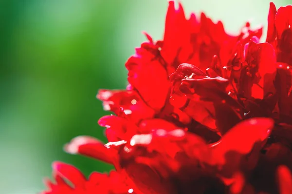 Flor Peônia Florescente Com Orvalho Manhã Fundo Natural Com Pétalas — Fotografia de Stock
