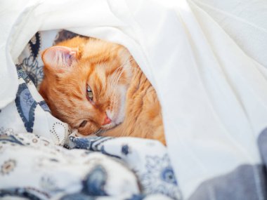 Şirin zencefil kedi bir battaniyenin altında yatakta yalan. Kabarık pet rahat uyumak için yerleşmiş. Komik hayvan ile rahat ev arka plan.