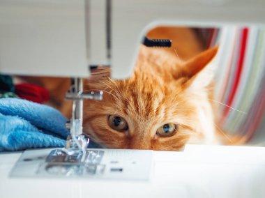 Şirin zencefil kedi dikiş makinesi yatıyor. Kabarık evde beslenen hayvan vasıl rahat ev.