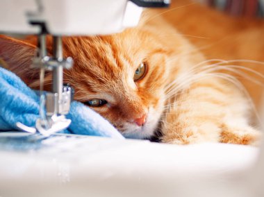 Şirin zencefil kedi dikiş makinesi yatıyor. Kabarık evde beslenen hayvan vasıl rahat ev.