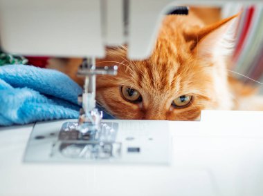 Şirin zencefil kedi dikiş makinesi yatıyor. Kabarık evde beslenen hayvan vasıl rahat ev.