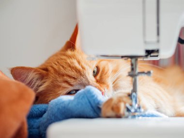 Şirin zencefil kedi dikiş makinesi yatıyor. Kabarık evde beslenen hayvan vasıl rahat ev.