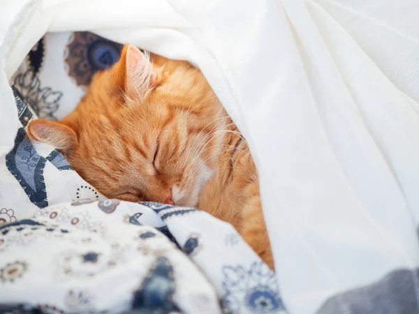 Cute Ginger Cat Lying Bed Blanket Fluffy Pet Comfortably Settled — Stock Photo, Image