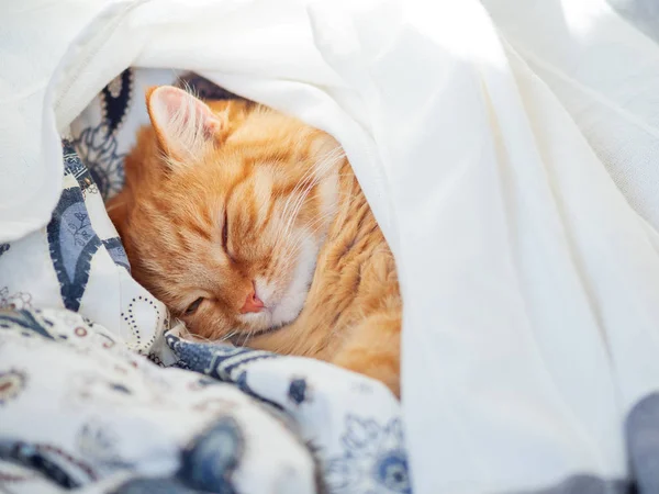 Lindo Gato Jengibre Acostado Cama Debajo Una Manta Alfombra Esponjosa —  Fotos de Stock