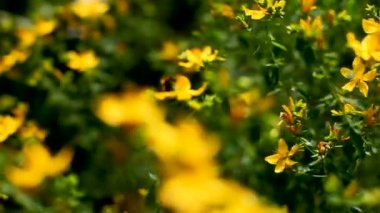 Arı polen çiçek açan Hypericum çiçek toplamak. Doğal yaz arka plan.