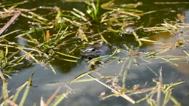 Slider stagno, Trachemys scripta. Tartaruga galleggiante in stagno con foglie cadute sulla superficie dell'acqua . — Video Stock