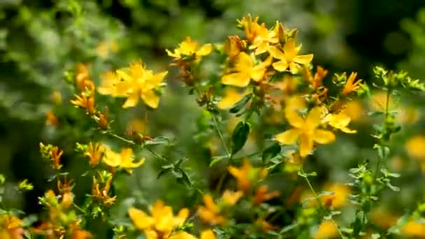 As abelhas coletam pólen de flores de Hypericum florescendo. Fundo natural de verão . — Vídeo de Stock