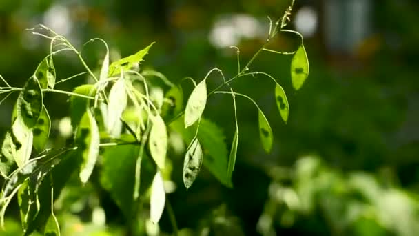 Lunaria rediviva, conhecida como honestidade perene . — Vídeo de Stock