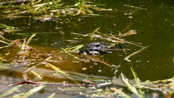 Teichschieber, trachemys scripta. Schildkröte treibt mit abgefallenen Blättern auf Wasseroberfläche in Teich. — Stockvideo