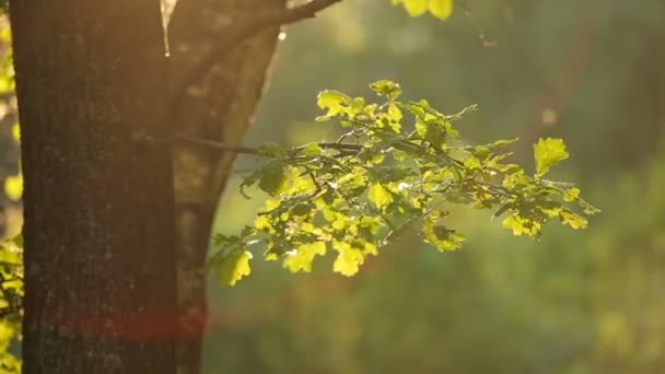 Літній природний фон з зеленим дубовим листям . — стокове відео