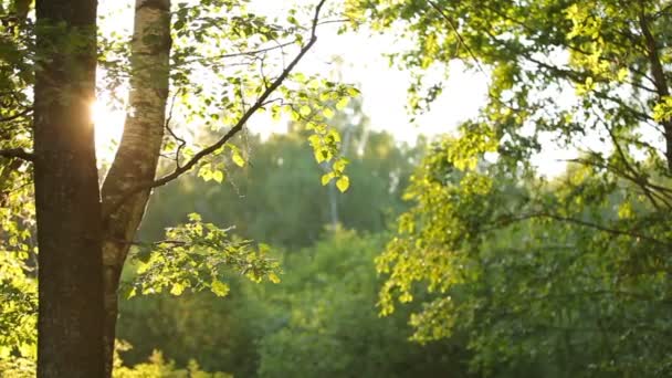 Summer natural background with green oak tree foliage. — Stock Video