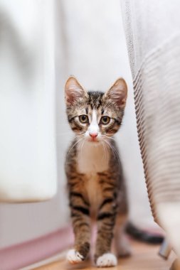 Cute gray kitten is hiding behing couch. Funny pet shooted from floor surface. Bottom view on fluffy cat. clipart