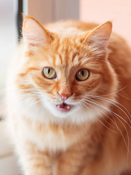 Roztomilý Zázvor Kočka Sedící Okenním Parapetu Nadýchané Pet Legrační Výraz — Stock fotografie