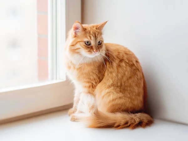 かわいい生姜猫窓枠の上 何かを待っています ふわふわペットを家庭で — ストック写真