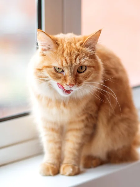 Χαριτωμένο Γάτα Τζίντζερ Χωροθέτηση Στο Περβάζι Του Παραθύρου Και Έγλειψε — Φωτογραφία Αρχείου