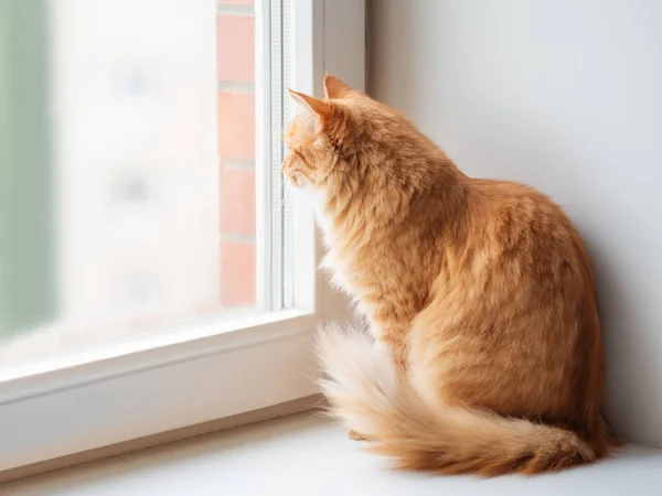 Söt Ingefära Katt Placering Fönsterbrädan Och Väntar Något Fluffiga Husdjur — Stockfoto