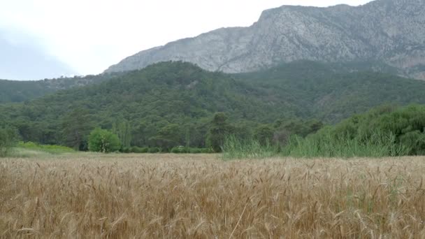 Búzamező, a hegy lábánál. Búza füle sűrűn elfoglalták a csigák. Kemer, Törökország. — Stock videók