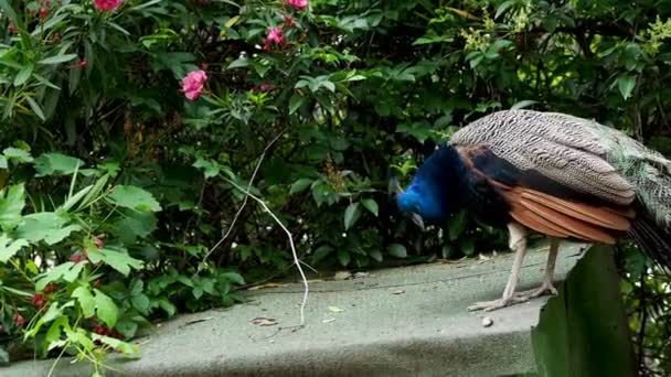 Indischer blauer Pfauenauge oder Pfau pavo cristatus . — Stockvideo