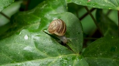 Yavaş yavaş bir ıslak yeşil yaprak üzerinde sürünerek salyangoz. Böcek hareket ile doğal arka plan.