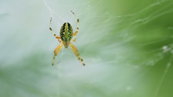 Spinne sitzt auf seinem Netz. kemer, truthahn. — Stockvideo