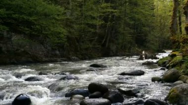 Borjomi şehirde, Georgia ülke hızlı dağ nehir akar.