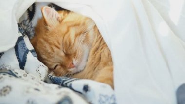 Şirin zencefil kedi yatakta uyuyor. Battaniyenin altında pinekleme kabarık evde beslenen hayvan. Rahat ev arka plan, sabah uyku zamanı.